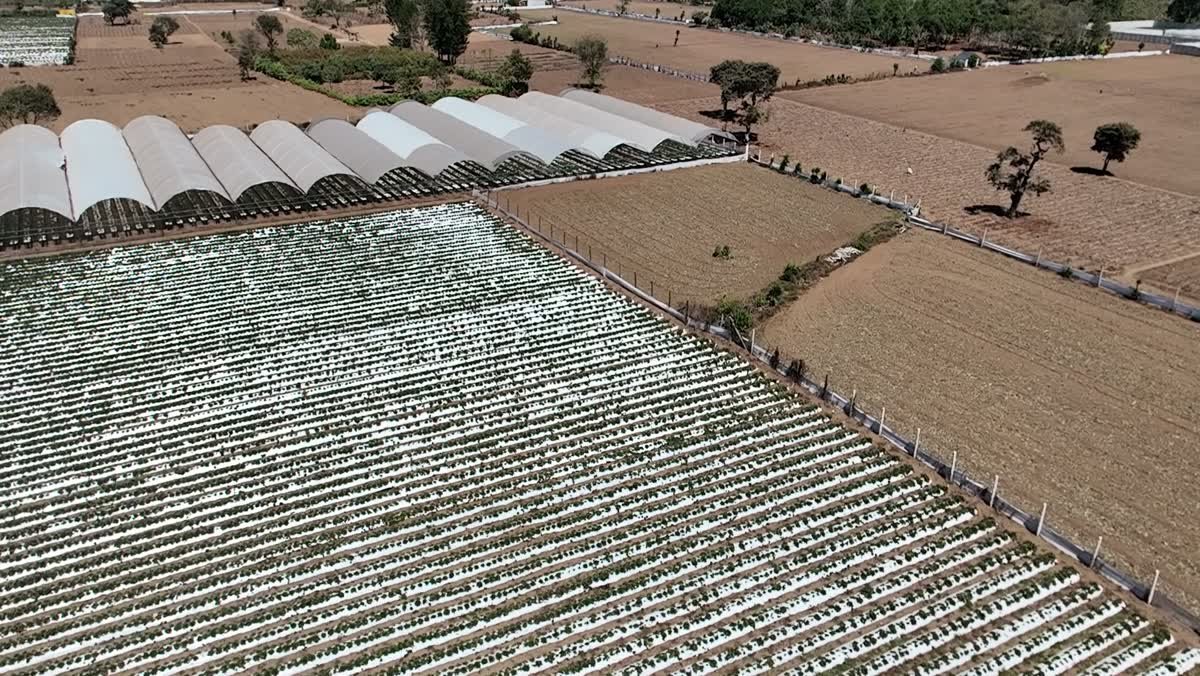 Vista aerea de parcelas de cultivo e invernaderos en el altiplano guatemalteco